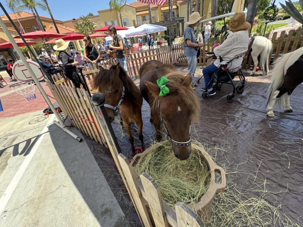 Two small brown ponies, one with a green bow on its head, eat hay inside a fenced area at an outdoor event. People, some wearing hats, and other animals are visible around the enclosure.